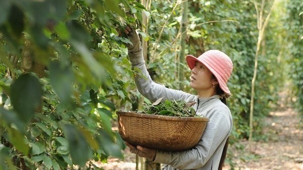 Thương hiệu hồ tiêu Việt trước cơ hội dẫn dắt chuỗi cung ứng toàn cầu