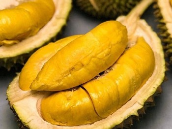 Sầu riêng Việt Nam và bài toán chất lượng: Được mùa nhưng chưa chuẩn