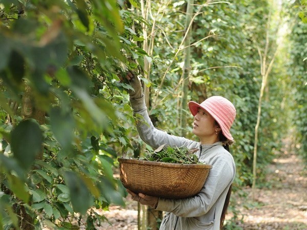 Thu hoạch hồ tiêu. Ảnh TTXVN