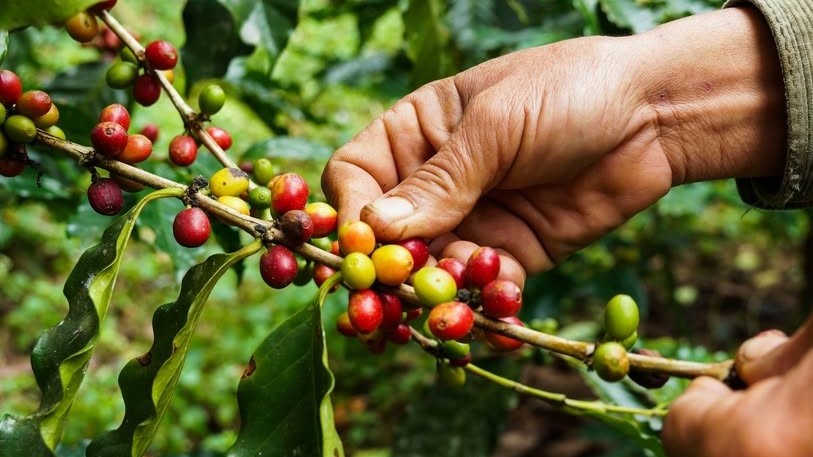 Giá cà phê ổn định trong nước, thế giới nhiều biến động nhẹ