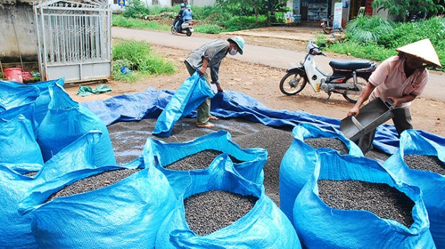 Giá tiêu trong nước lập đỉnh mới, ngành hồ tiêu Việt Nam cần chiến lược dài hơi để giữ đà tăng