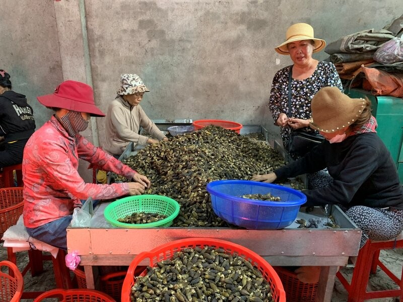 Cau tươi sau khi thu mua, được thương lái sấy khô xuất sang thị trường Trung Quốc. Ảnh: Viên Nguyễn