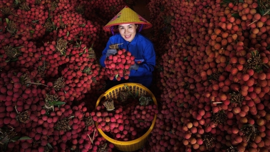 Vải thiều Việt cần thương hiệu riêng
