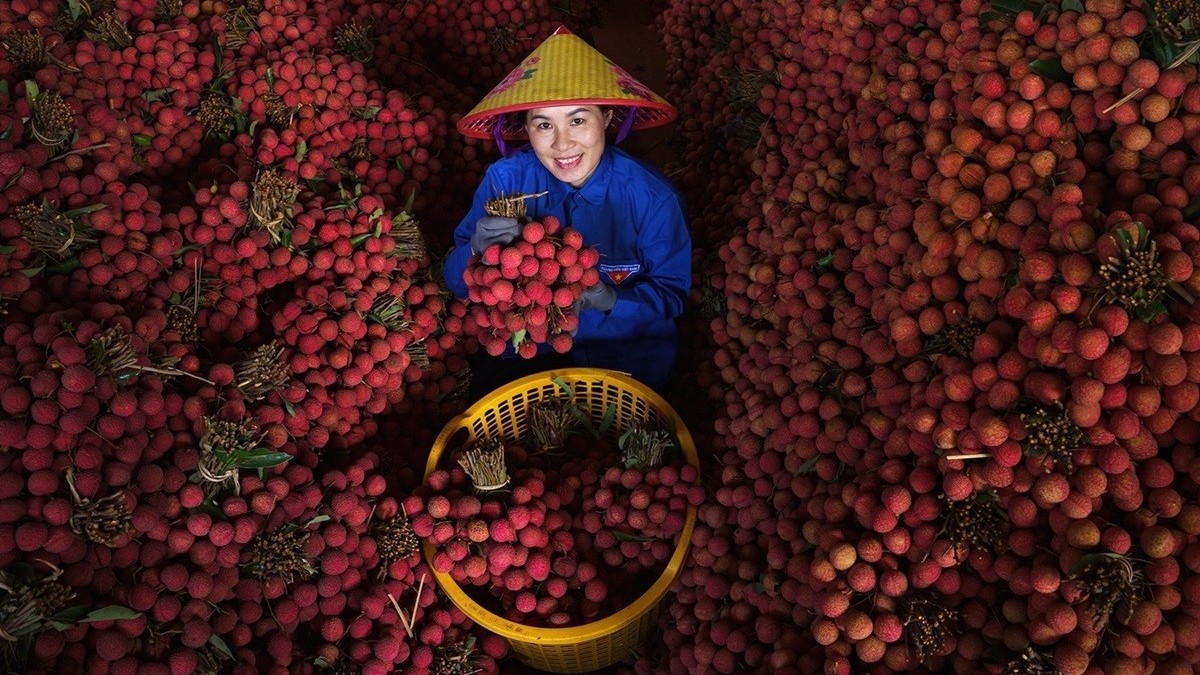 Vải thiều Việt cần thương hiệu riêng