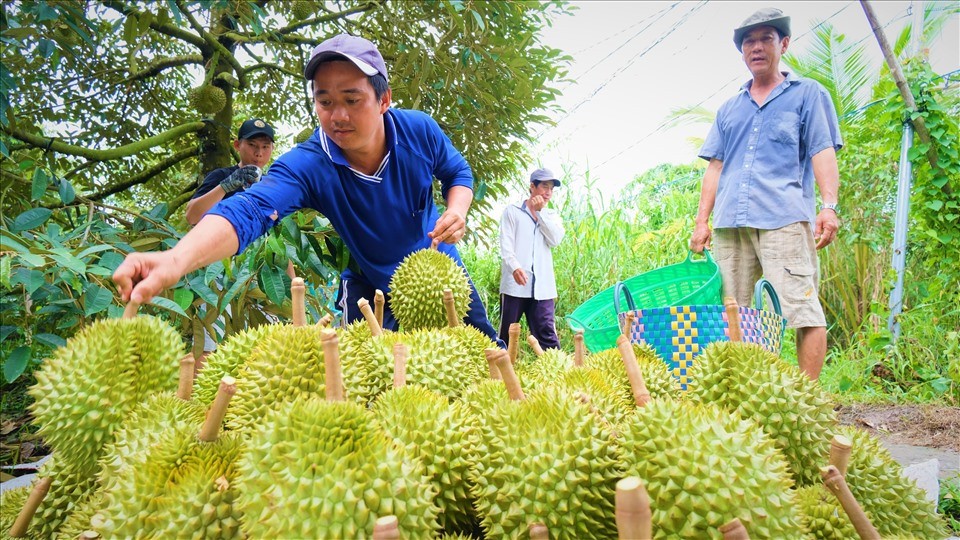 Sầu riêng Việt: Làm sao giữ thị phần ngay trên “sân nhà”?