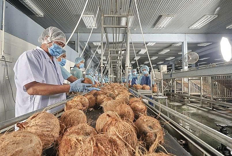 Nhà máy chế biến dừa hoạt động cầm chừng do thiếu nguyên liệu, ảnh hưởng đến công suất và duy trì việc làm.