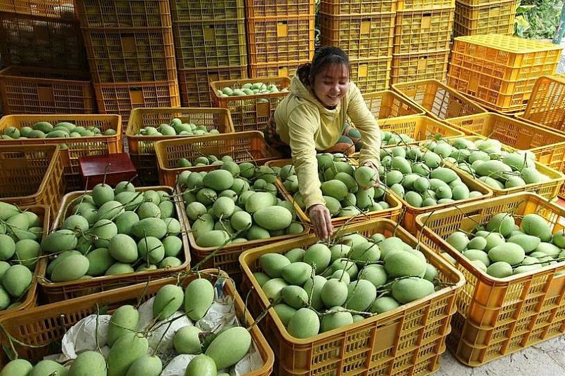 Nông dân sơ chế trái cây sau thu hoạch tại vùng trồng đạt chuẩn, chuẩn bị cho quy trình bảo quản và xuất khẩu.
