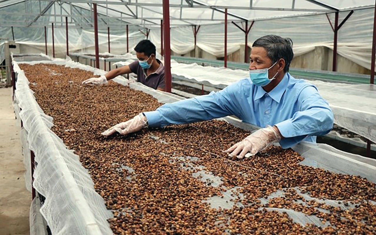 Giá cà phê hôm nay tiếp tục chịu áp lực giảm: Triển vọng sản lượng toàn cầu ở mức kỷ lục