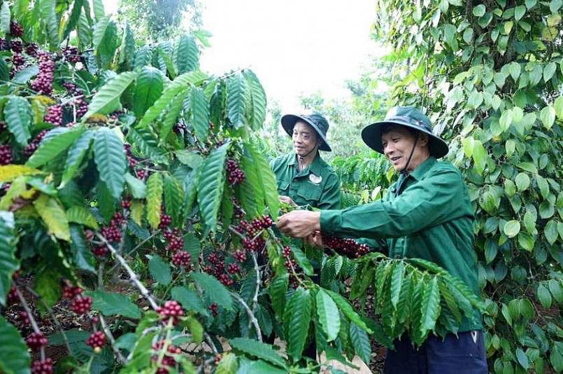 Nông dân thu hoạch cà phê tại Tây Nguyên – một trong những mặt hàng chủ lực được kỳ vọng tăng tốc xuất khẩu quý cuối năm.
