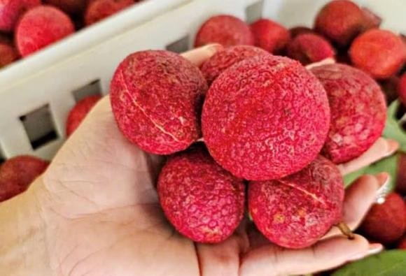 Vải không hạt có gì đặc biệt mà gây ấn tượng mạnh trên thị trường?