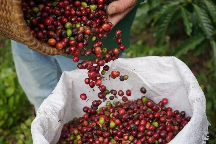 Giá cà phê trong nước tăng nhẹ theo đà robusta, arabica giảm sâu vì áp lực mùa vụ