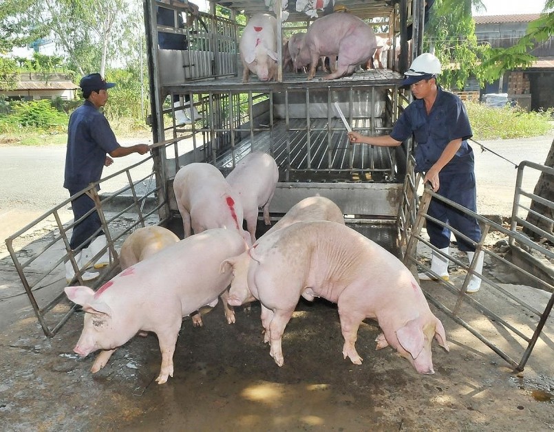 Người chăn nuôi kiểm tra đàn heo trước kỳ xuất bán, thận trọng tái đàn do lo ngại dịch bệnh và giá cả biến động.