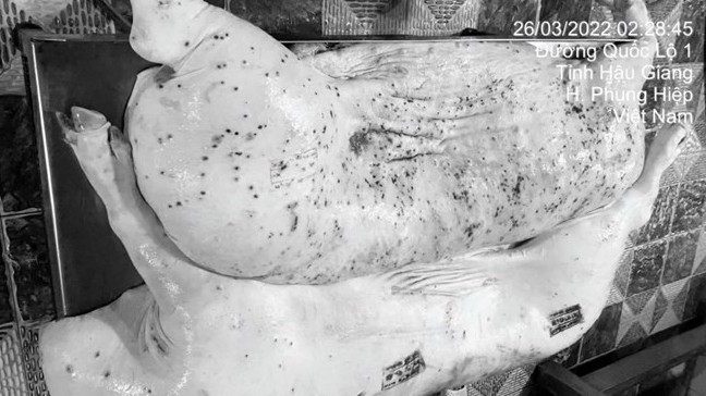Vụ ồn ào thịt heo: Không khởi tố C.P. Việt Nam vì không có dấu hiệu vi phạm an toàn thực phẩm