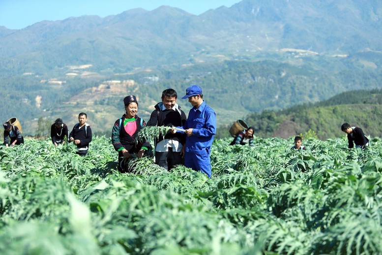 Khai mở “mỏ vàng xanh” dược liệu Tây Bắc bằng tư duy chuỗi giá trị và thương hiệu