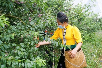 Liên kết số thúc đẩy chuỗi giá trị vùng cao