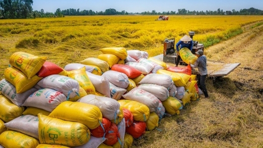 Gạo Việt vươn xa nhờ chất lượng và bản sắc