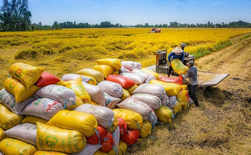 Gạo Việt hiện diện tại nhiều thị trường nhưng vẫn thiếu dấu ấn thương hiệu và nhận diện quốc gia rõ ràng.