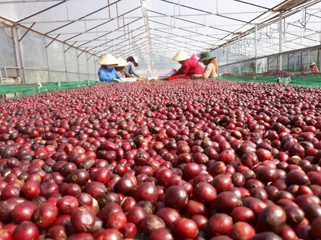 Giá cà phê trong nước tăng nhẹ, thế giới đồng loạt giảm