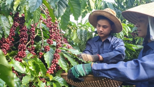 Định vị thương hiệu quốc gia cho cà phê Việt