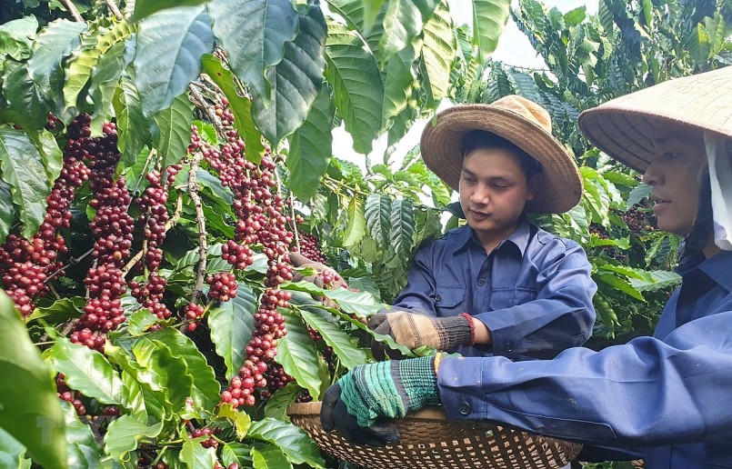 Xuất khẩu cà phê Việt Nam tăng mạnh nhờ giá thế giới thuận lợi, nhưng phần lớn vẫn là hàng thô, chưa gắn với thương hiệu quốc gia.