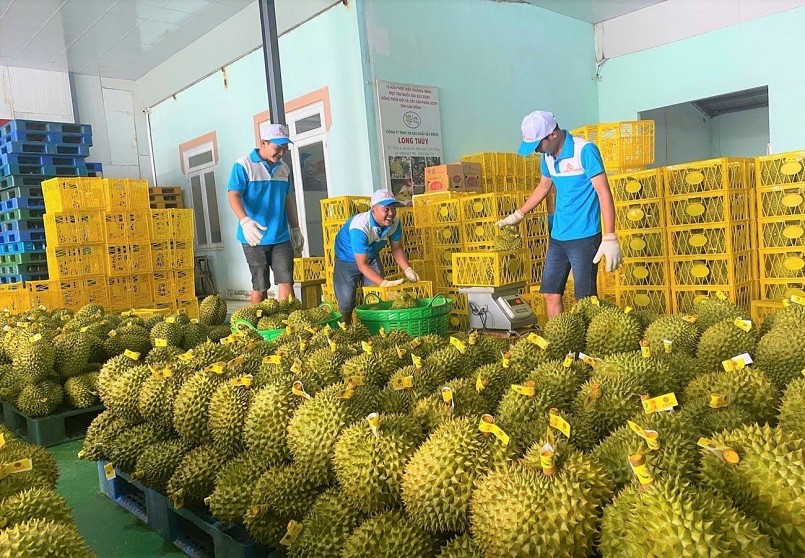Doanh nghiệp đóng gói sầu riêng theo quy trình chuẩn, đảm bảo truy xuất nguồn gốc và đáp ứng yêu cầu kỹ thuật để giữ vững thị trường xuất khẩu.