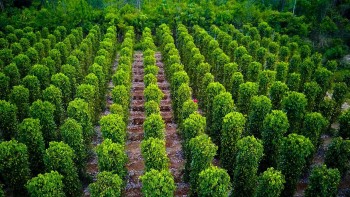 Giá tiêu hôm nay 6/7 giữ vững mốc cao, xuất khẩu tăng mạnh giá trị