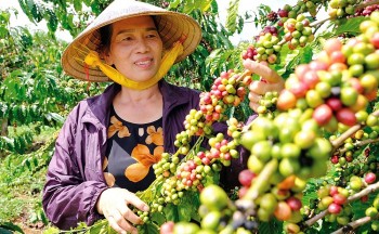 Giá cà phê vượt 96.000 đồng/kg, xuất khẩu gặp khó