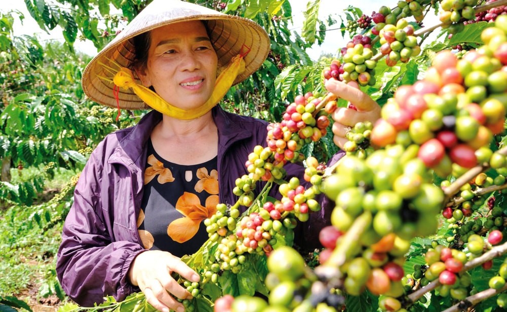 Giá cà phê vượt 96.000 đồng/kg, xuất khẩu gặp khó