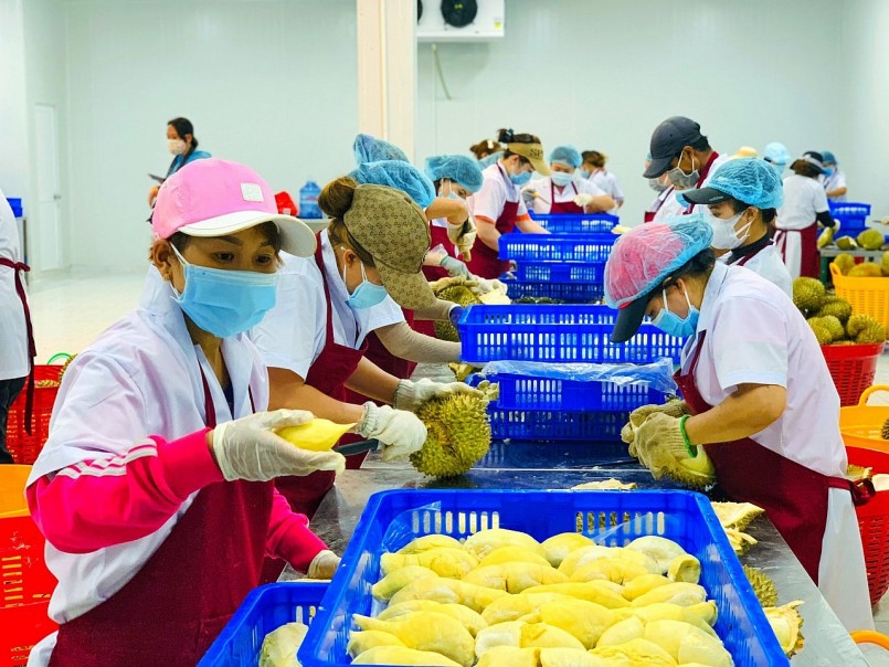 Sản phẩm sầu riêng đông lạnh được xuất khẩu sang thị trường Hàn Quốc và Trung Quốc, cho thấy tiềm năng lớn từ đầu tư vào chế biến sâu và công nghệ cấp đông.