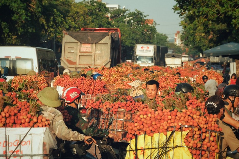 Vùng trồng được quy hoạch bài bản theo nhu cầu tiêu thụ là nền tảng để phát triển chuỗi giá trị trái cây hiệu quả và bền vững.