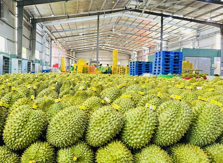 Xuất khẩu rau quả 2025: Dừa vươn lên thành điểm sáng, sầu riêng – thanh long hụt hơi