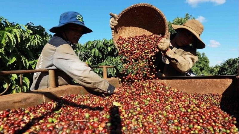 Cà phê nội địa giảm sâu 3.800 đồng/kg, kỳ vọng bật lại nhờ thị trường quốc tế