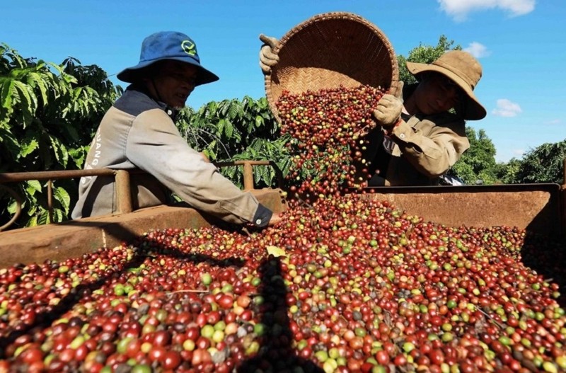 Cà phê nội địa giảm sâu 3.800 đồng/kg, kỳ vọng bật lại nhờ thị trường quốc tế