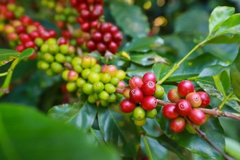 Giá cà phê nội địa tăng nhẹ giữa làn sóng giảm sâu của thị trường thế giới