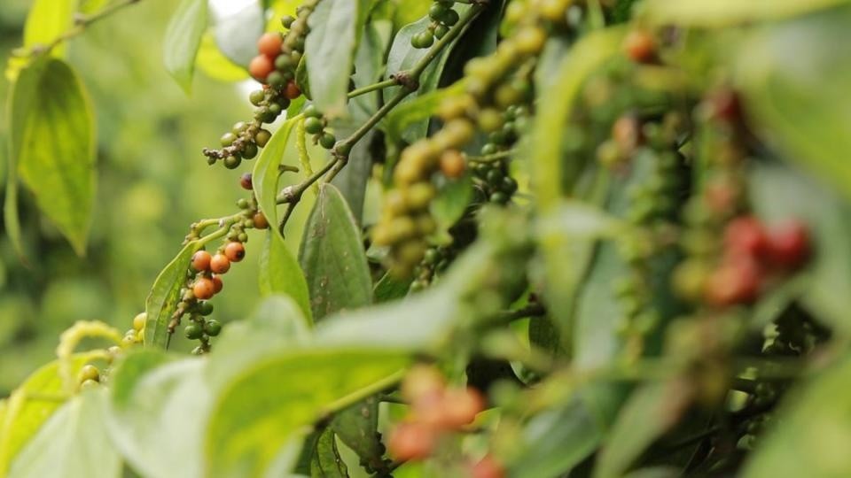 Giá tiêu tại Đắk Nông giảm nhẹ, thị trường nội địa giữ vững vùng giá cao