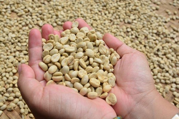 Robusta giảm sâu, cà phê nội địa chịu áp lực giảm giá