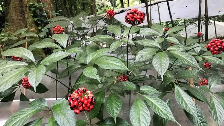 Kết nối chính sách và thực tiễn – Định hướng phát triển thương hiệu sâm Ngọc Linh đến năm 2045