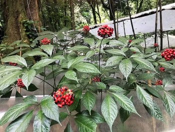 Kết nối chính sách và thực tiễn – Định hướng phát triển thương hiệu sâm Ngọc Linh đến năm 2045