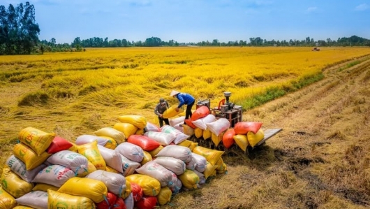 Gạo Việt Nam chinh phục thế giới: Bài toán vừa lượng, vừa chất trong xuất khẩu
