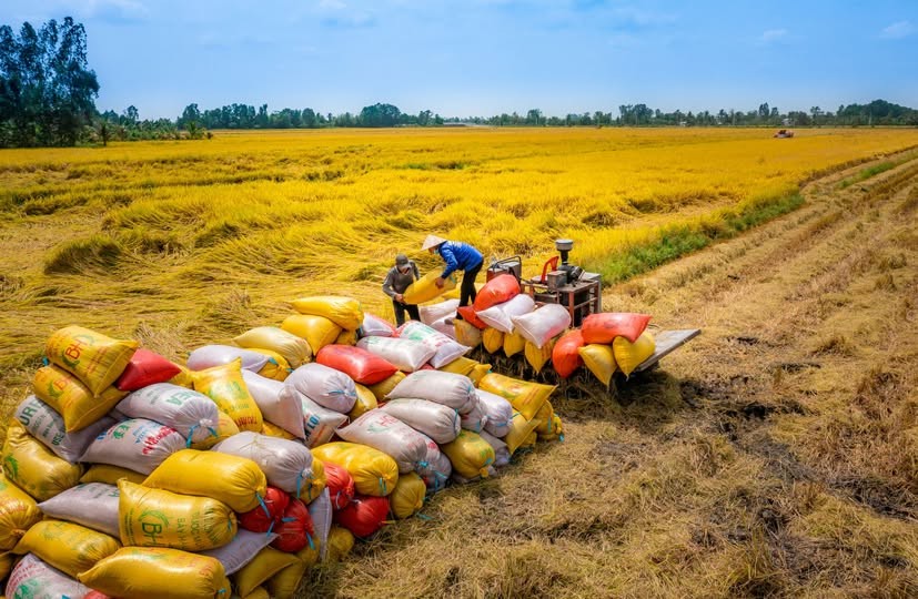 Gạo Việt Nam chinh phục thế giới: Bài toán vừa lượng, vừa chất trong xuất khẩu