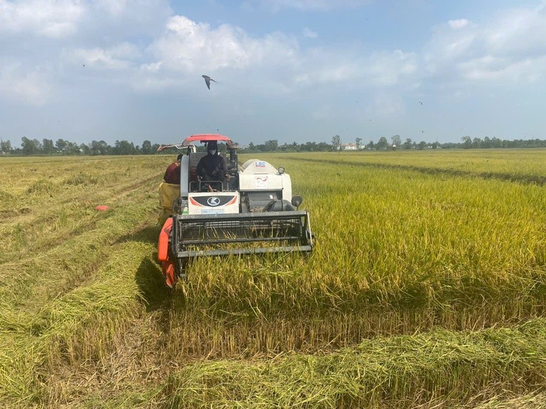 Gạo Việt Nam chinh phục thế giới: Bài toán vừa lượng, vừa chất trong xuất khẩu