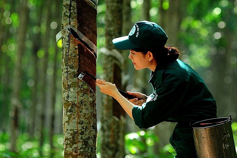 Chuỗi cung cao su từ tiểu điền chiếm tỷ trọng lớn nhưng vẫn thiếu hệ thống truy xuất đồng bộ, gây khó khăn trong việc đáp ứng các tiêu chuẩn quốc tế.