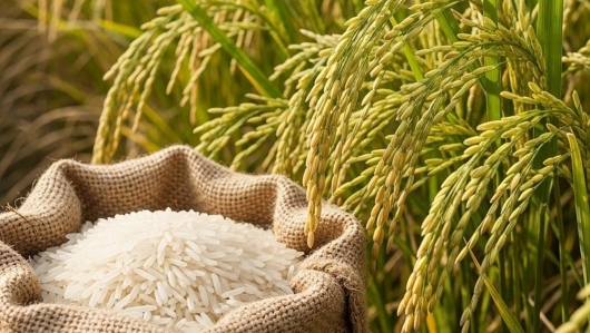 Lúa gạo vững giá, đầu ra lặng sóng: Nỗi thấp thỏm giữa mùa vàng