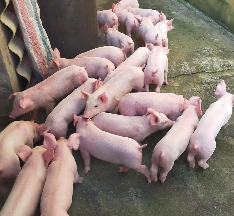 Giá heo hơi giảm nhẹ tại nhiều tỉnh miền Bắc