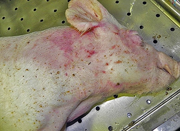 Biểu hiện lợn bị nhiễm virus tả lợn châu Phi.
