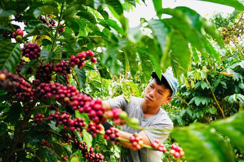 Nông dân thu hái cà phê chín đúng độ, phục vụ chế biến theo quy trình đặc biệt nhằm nâng cao giá trị sản phẩm.