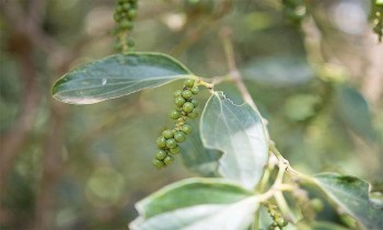 Đến lượt hồ tiêu, quế, hồi ‘kẹt’ đường xuất khẩu sang châu Âu