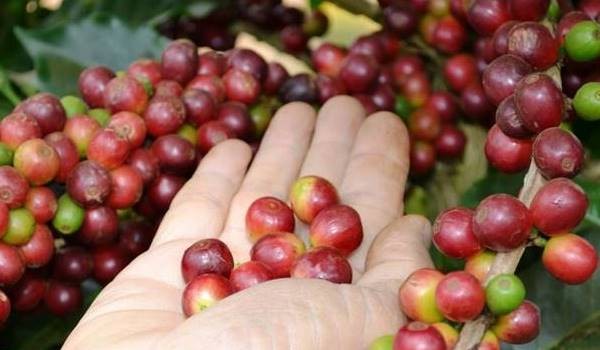Giá cà phê trong nước hôm nay 19/7: Giảm nhẹ nhưng vẫn giữ vùng cao kỷ lục