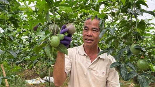 Chanh dây Việt Nam hướng đến mục tiêu tỷ đô