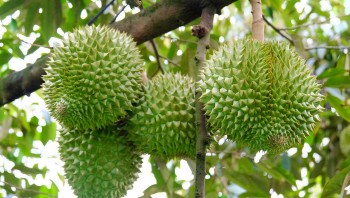Rau quả Việt Nam lấy lại đà tăng: Sầu riêng hồi phục, chanh leo và dừa bứt tốc